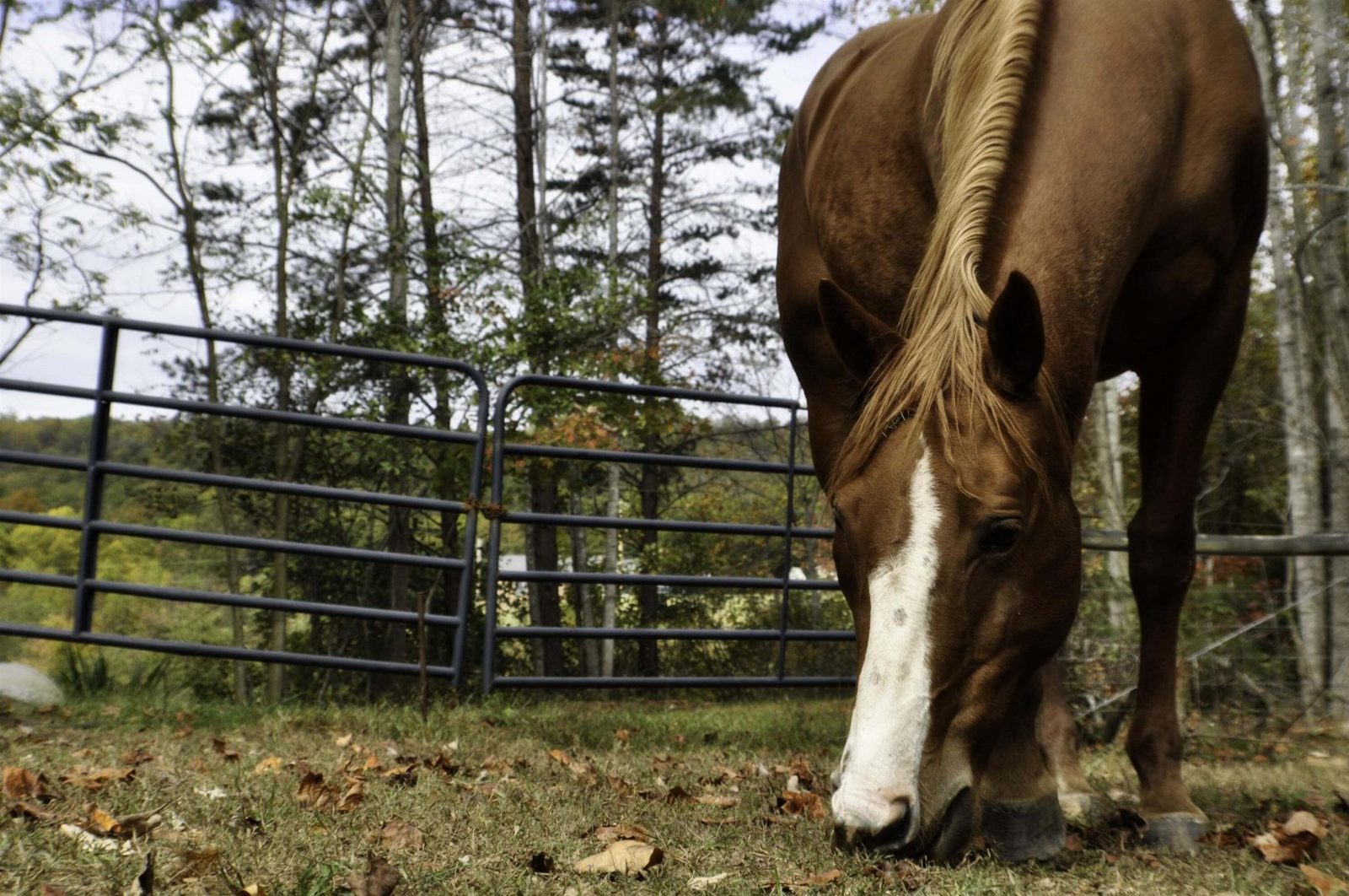 Dusty, a chestnut horse with a white blaze and blond mane, grazing beside a metal gate in autumn.